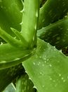 10 Home Remedies for Glowing Skin Detailed close-up of green aloe vera leaves with visible texture and thorns.