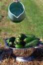 10 Home Remedies for Glowing Skin Green cucumbers in a metal colander with water jug, set outdoors on hay.